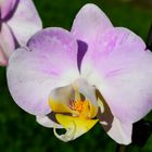 Eine wunderschöne Orchidee