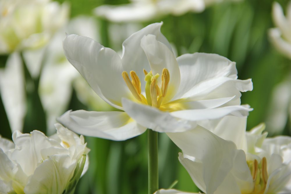 eine wunderschöne weiße Blüte Foto & Bild archiv, flower power
