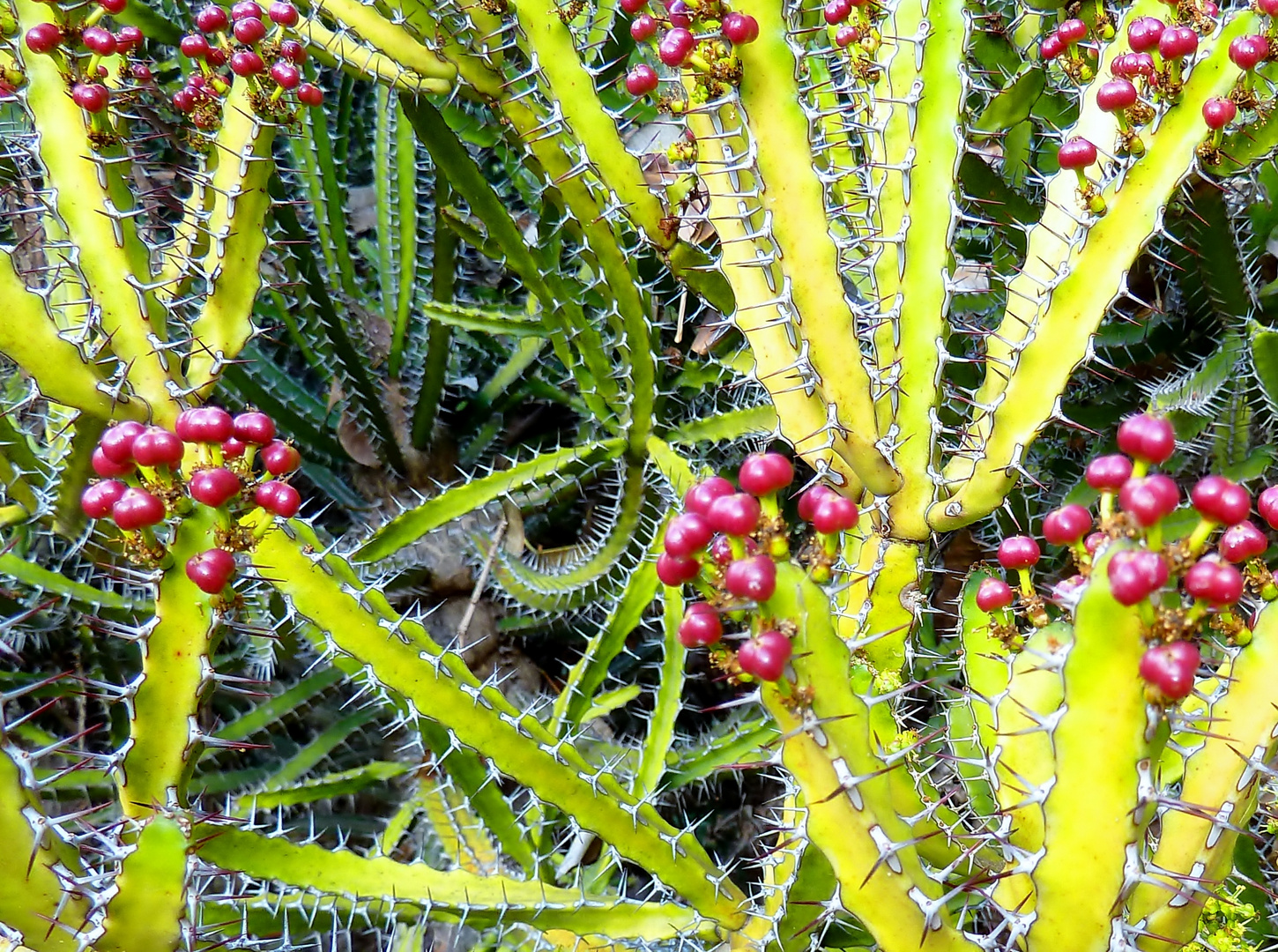 Eine Wunderwelt im Jardin Canario