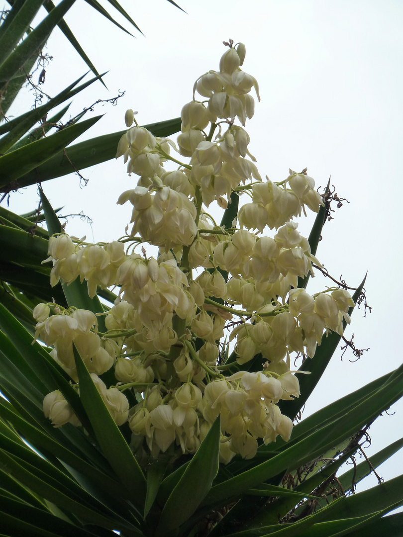 Eine Yucca-Blüte....