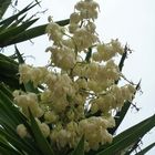 Eine Yucca-Blüte....