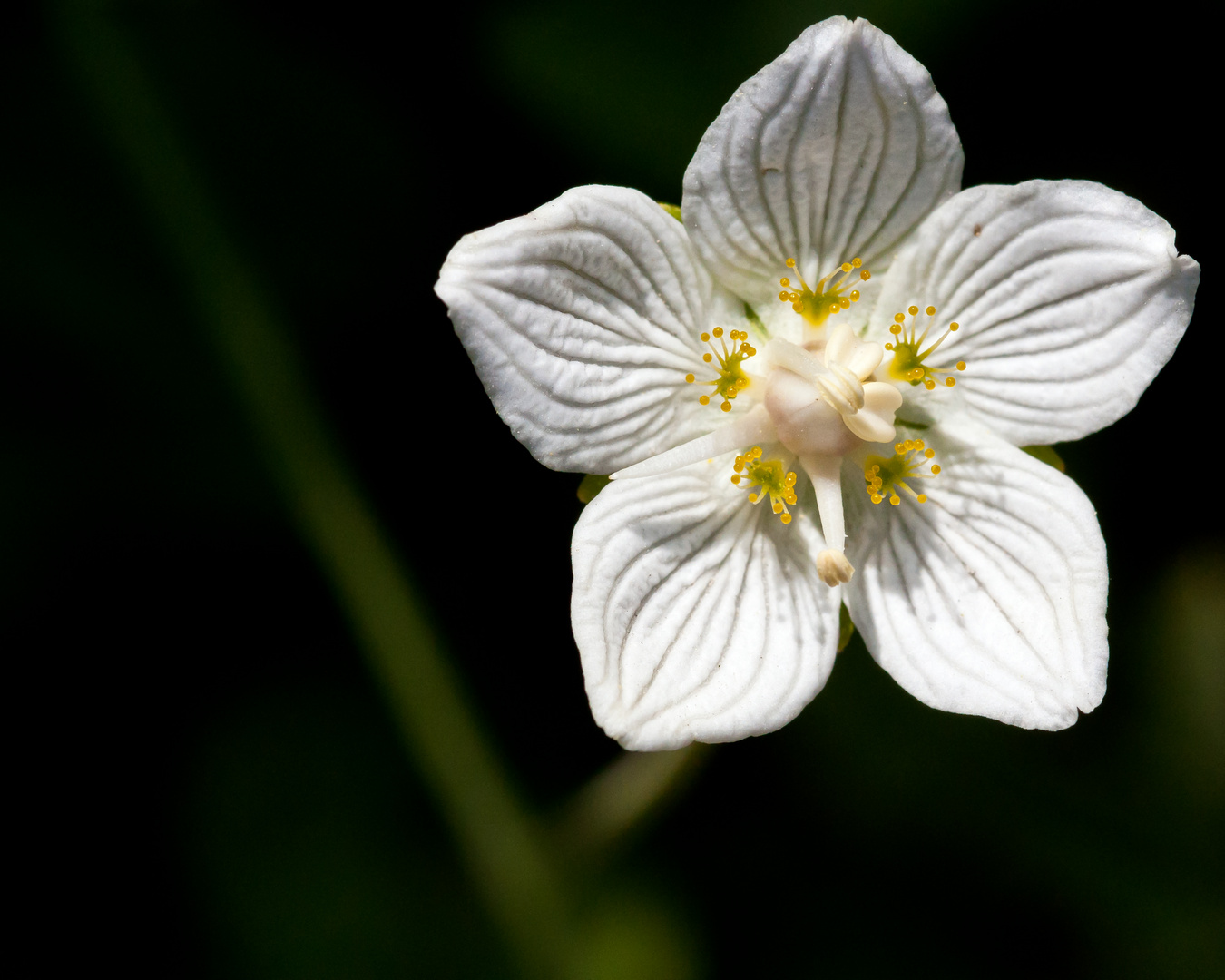 Eine zarte Blüte