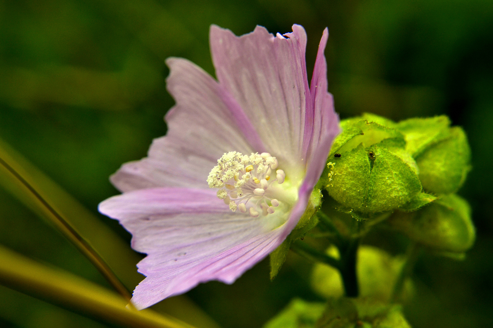 Eine zarte Blüte