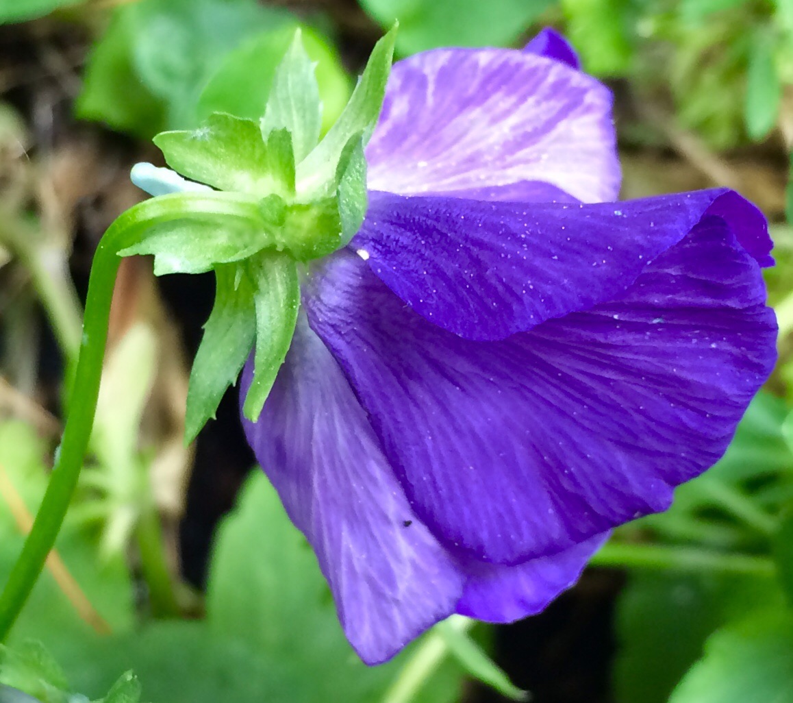 Eine zarte Blüte für Euch