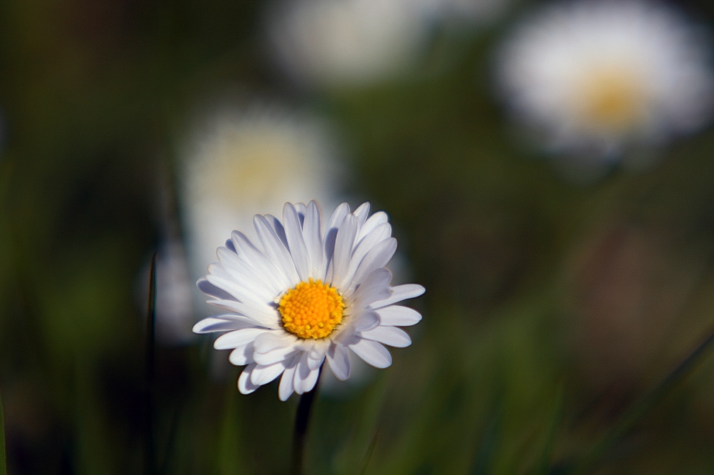 eine zarte Blüte für liebe Menschen