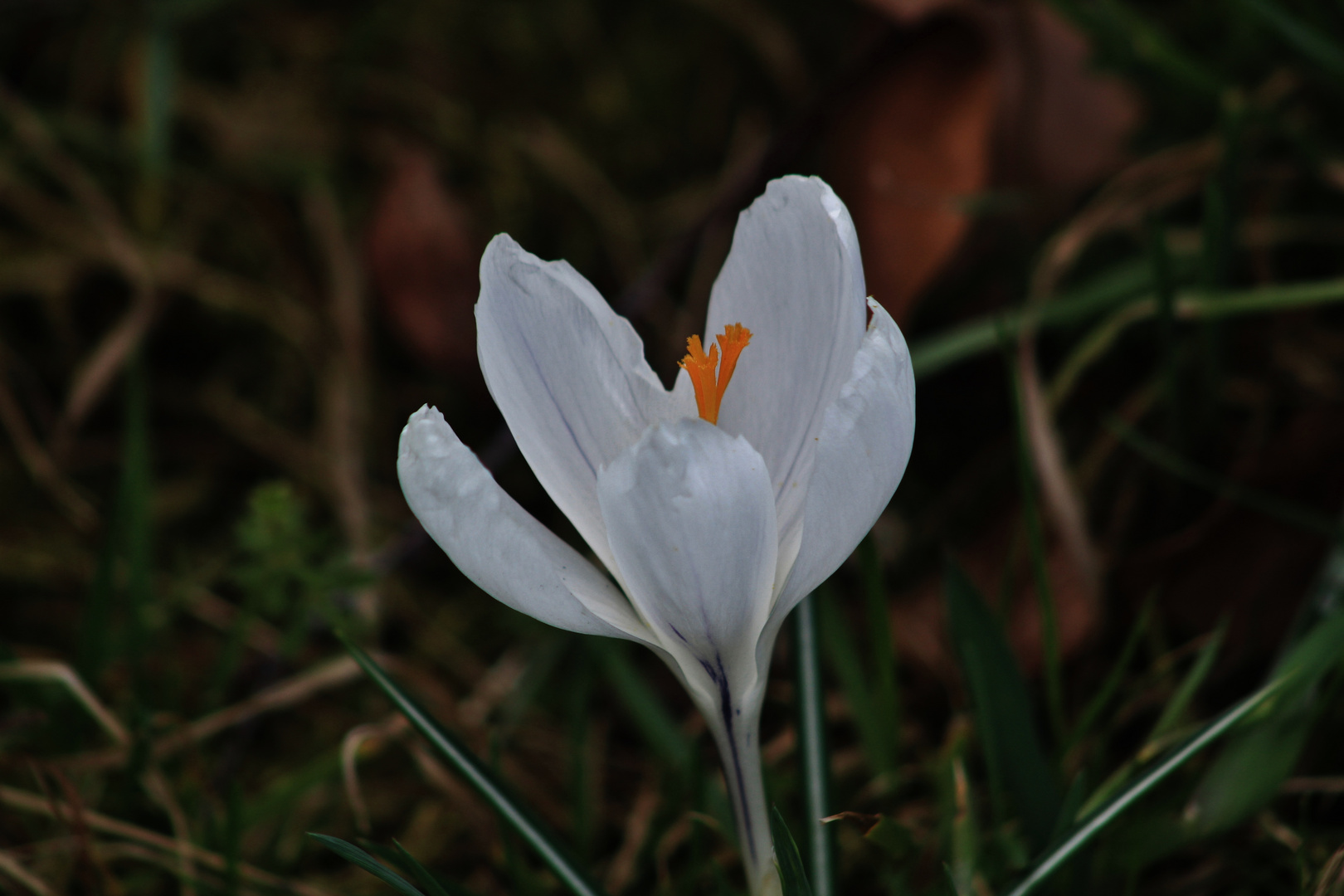 eine zarte Frühblüherin...