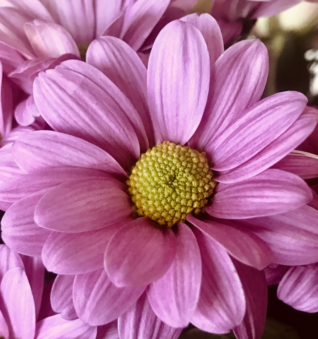 Eine zarte Mittwochsblüte im Herbst 