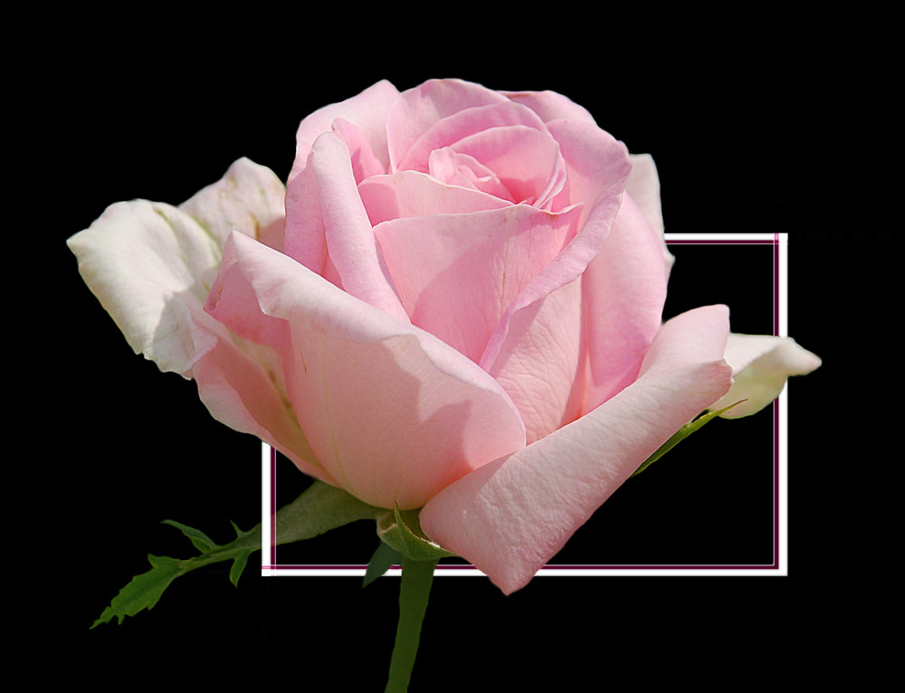 Eine zarte Rose # Una rosa delicada