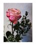 Eine zarte Rose zum Wochenende von Thomas Leib 
