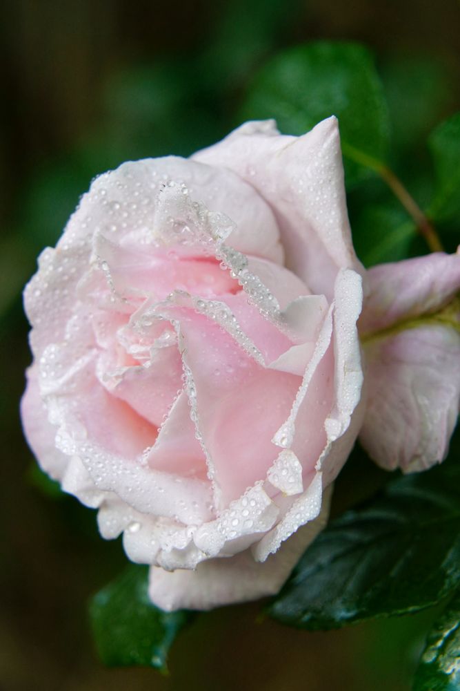 Eine zarte Rosenblüte 