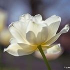 Eine zarte Tulpe im Gegenlicht 