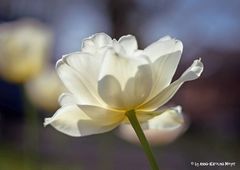 Eine zarte Tulpe im Gegenlicht 