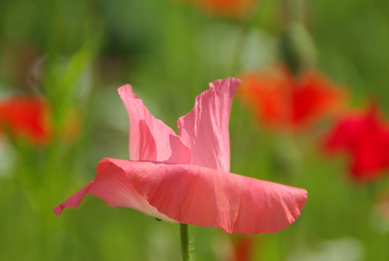 eine zarte Versuchung in rosa