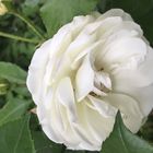 Eine zarte weiße Rose 