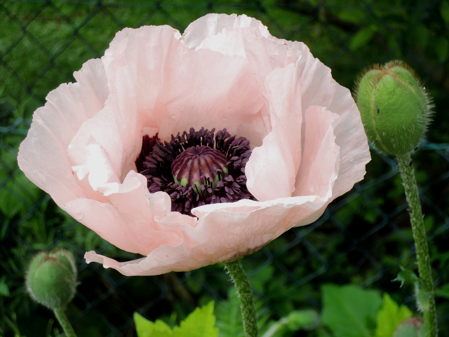 eine zartrosa Mohnblume