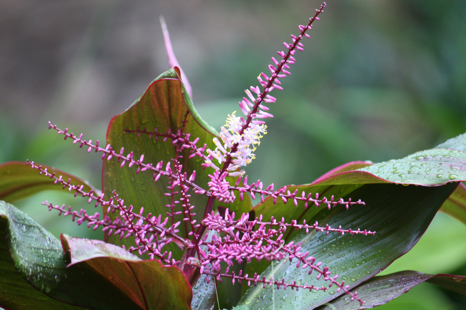 eine zauberhafte Blume