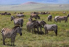 Eine Zebraherde im Krater