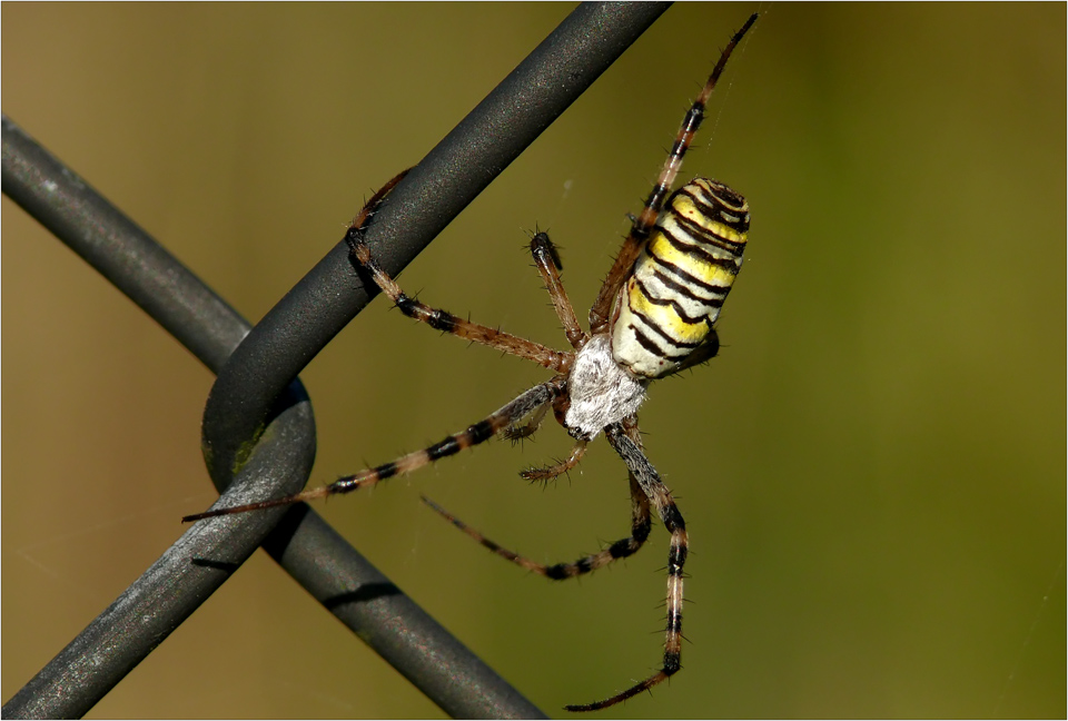 eine Zebraspinne