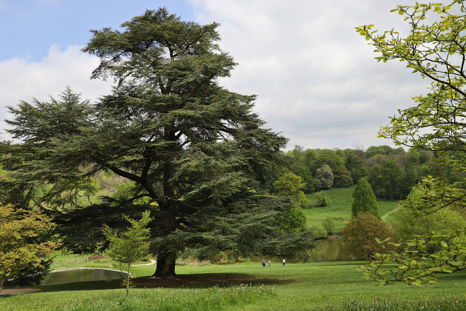 Eine Zeder im Park von Chartwell (2019_04_30_EOS 6D Mark II_1627_ji)