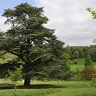 Eine Zeder im Park von Chartwell (2019_04_30_EOS 6D Mark II_1627_ji)