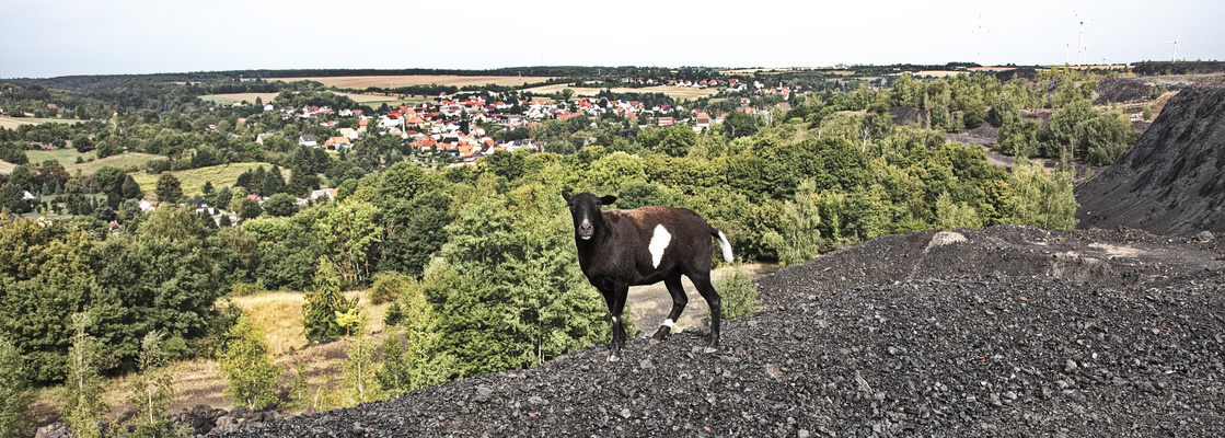Eine Ziege auf der Schlackenhalde