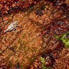 Eine Zikadenlarve - offensichtlich die der  Echten Käferzikade (Issus coleoptratus)