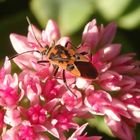 Eine Zimtwanze (Corizus hyoscyami) auf der Fetthenne