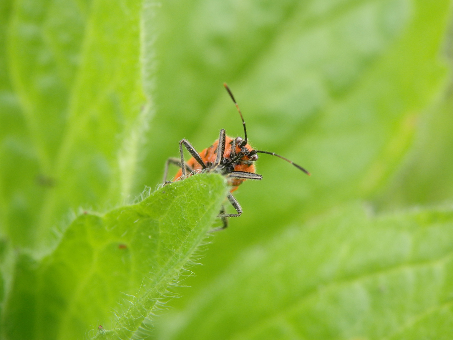 Eine Zimtwanze (Corizus hyoscyami) im Garten