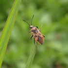 Eine Zimtwanze (Corizus hyoscyami) im Garten