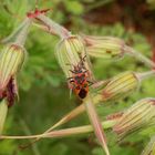 Eine Zimtwanze (Corizus hyoscyami) nach der Eiablage