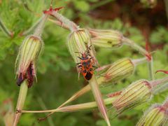 Eine Zimtwanze (Corizus hyoscyami) nach der Eiablage