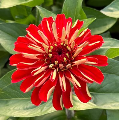 eine Zinnienblüte aus meinem Garten