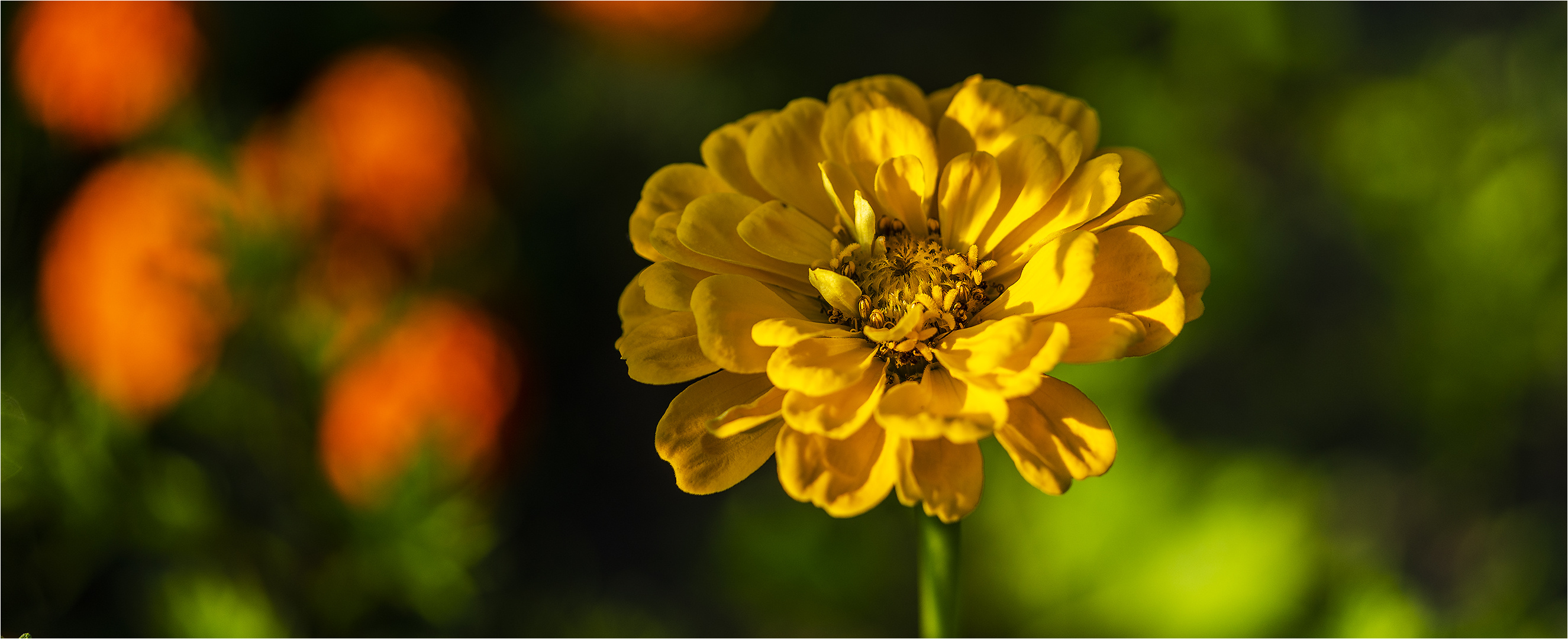 … Eine Zinnienschönheit …