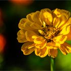 … Eine Zinnienschönheit …