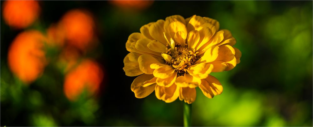 … Eine Zinnienschönheit …