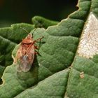 Eine zirpende Wanze - Die Birkenwanze (Kleidocerys resedae)