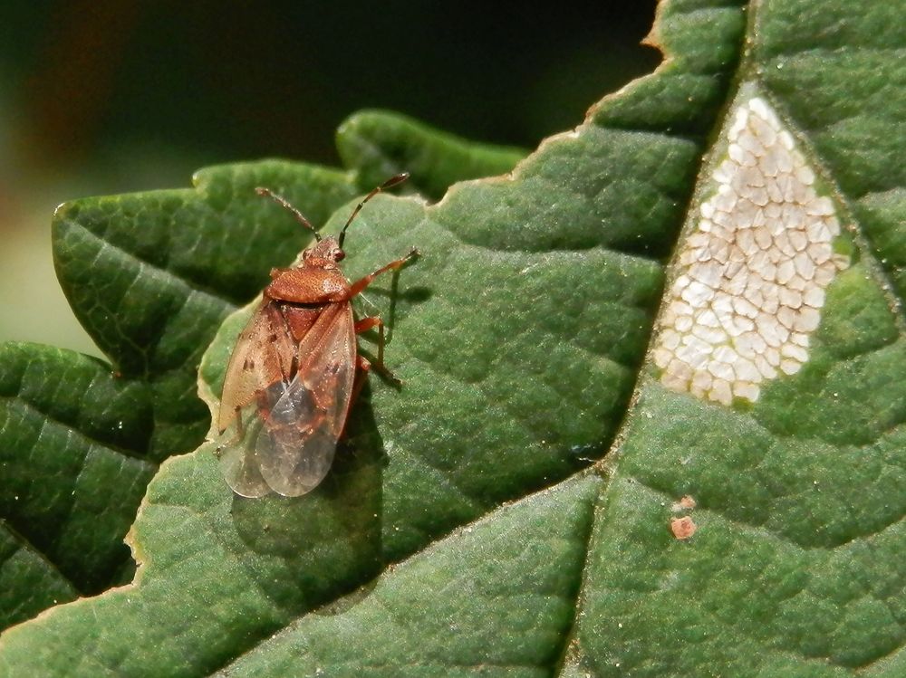 Eine zirpende Wanze - Die Birkenwanze (Kleidocerys resedae)