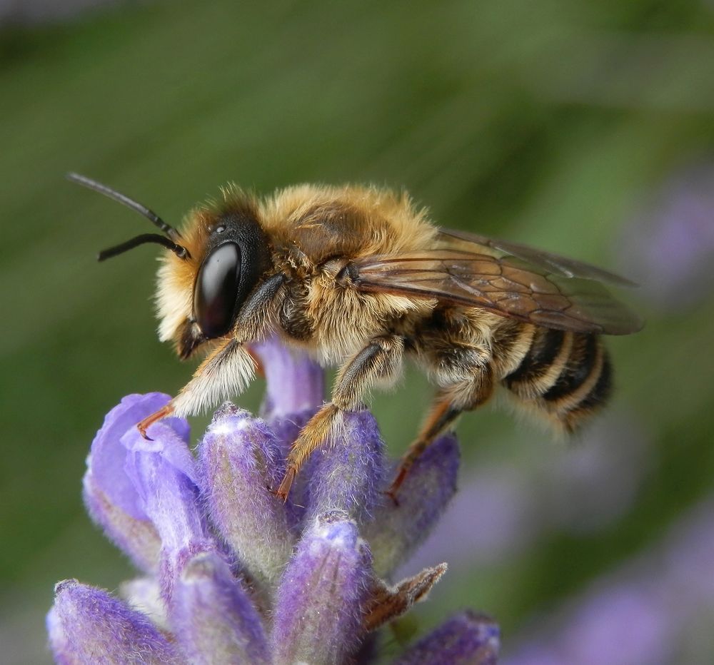 Eine zitternde Biene auf Lavendel - Makro von der Seite