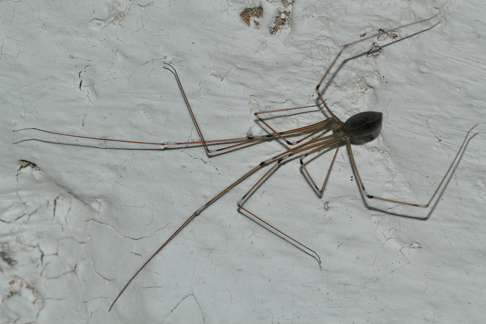 Eine Zitterspinne (Pholcus phalangioides)