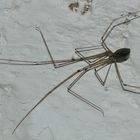 Eine Zitterspinne (Pholcus phalangioides)