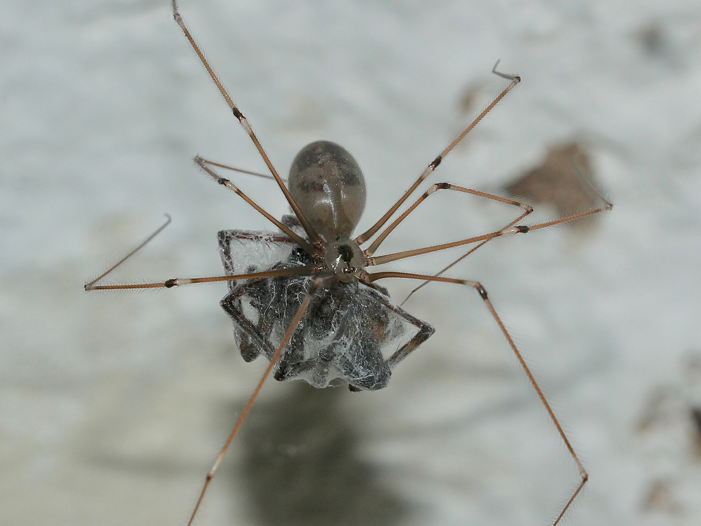 Eine Zitterspinne - Pholcus phalangioides aus der Familie der Pholcidae