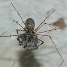 Eine Zitterspinne - Pholcus phalangioides aus der Familie der Pholcidae