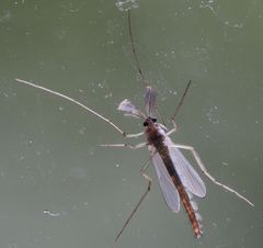 Eine Zuckmücke an der Fensterscheibe