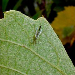 Eine Zuckmücke (Fam. Chironomidae)