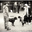 eine zufällige Hundebekanntschaft