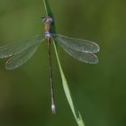 Eine (zumindest für mich) unbekannte Libelle ...