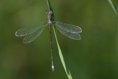 Eine (zumindest für mich) unbekannte Libelle ...