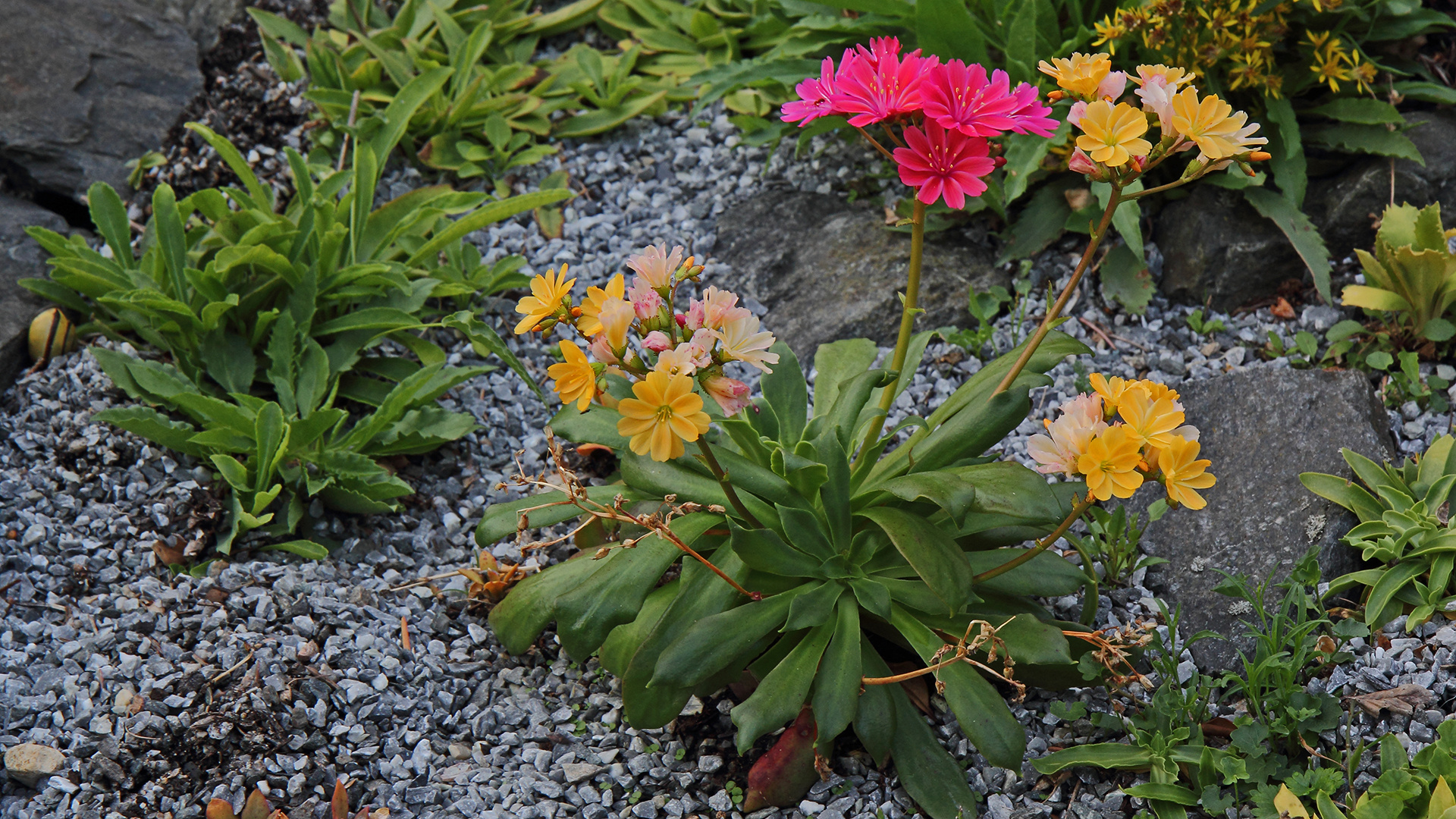 Eine zweifarbige Lewisia  ? ...nein nur zwei von den tollen Exemplaren zusammengepflanzt, ...