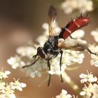 Eine Zweifarbige Raupenfliege ...(Cylindromyia bicolor)