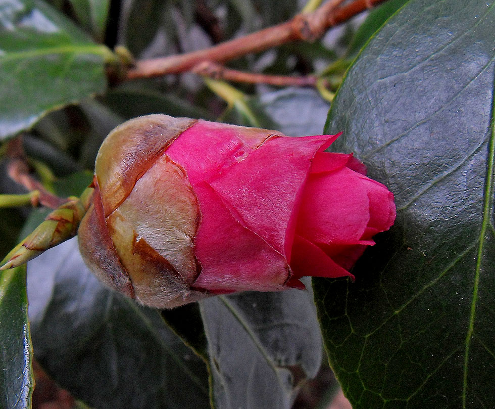 eine zweite Blüte